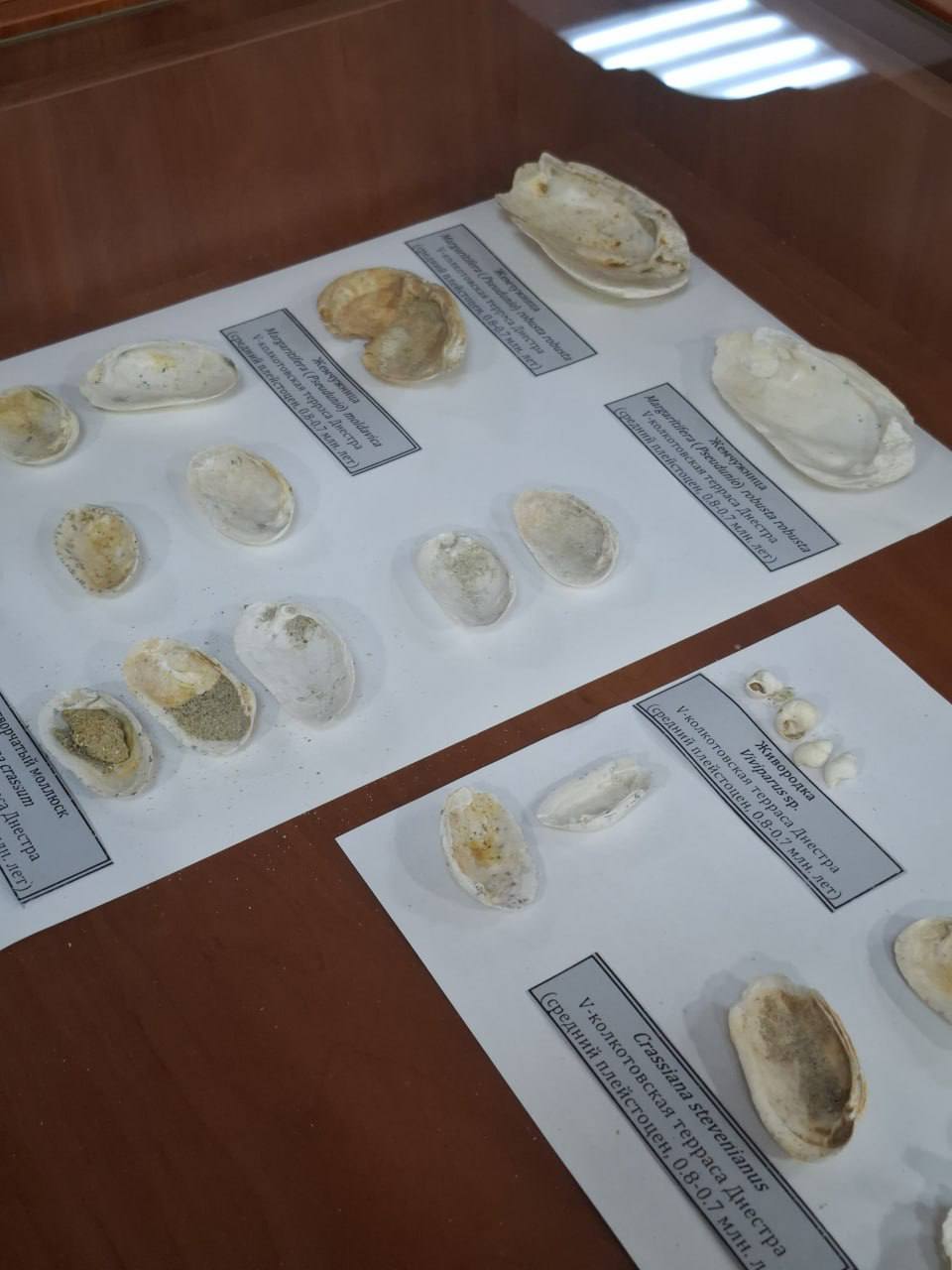 В прошлом году в ПГУ им. Т.Г. Шевченко открылся Палеонтологический музей В прошлом году в ПГУ им. Т.Г. Шевченко открылся Палеонтологический музей