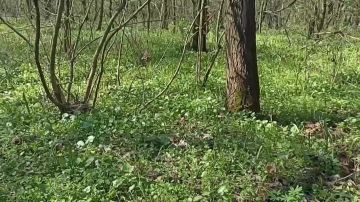 Хохлатки, лютики,ветреницы и другие первоцветы разноцветным ковром украсили Кицканский лес