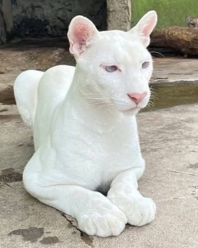 Редчайшую пуму-альбиноса сфотографировали в зоопарке Никарагуа