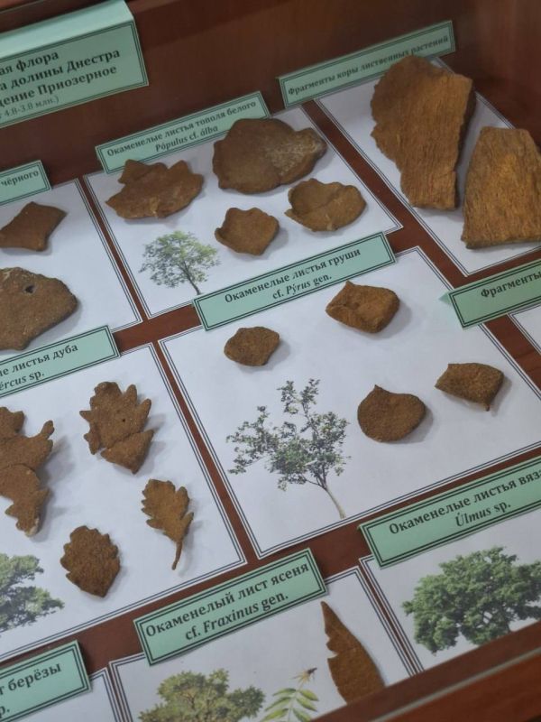 � ������� ���� � ��� ��. �.�. �������� �������� ������������������ �����