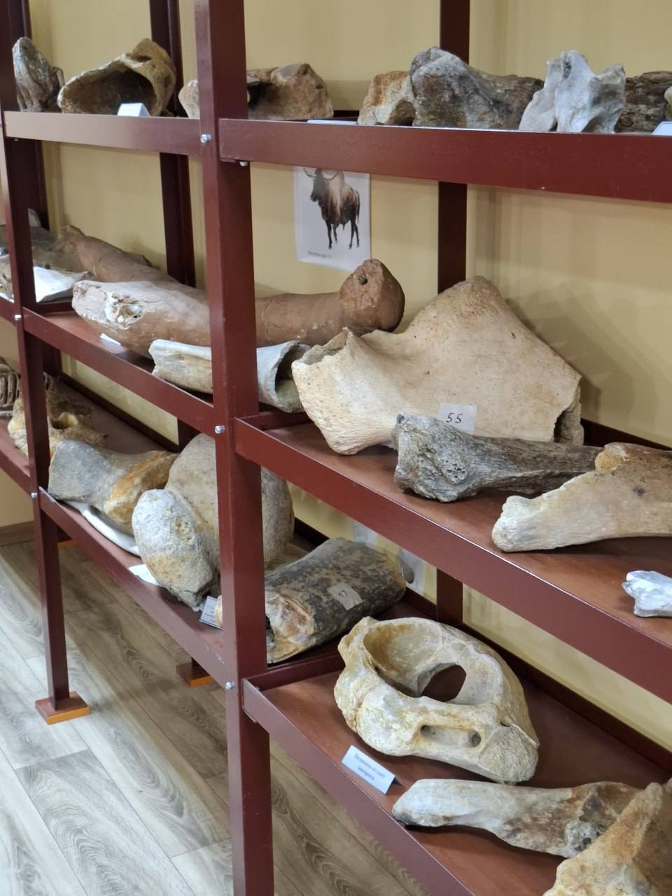 В прошлом году в ПГУ им. Т.Г. Шевченко открылся Палеонтологический музей В прошлом году в ПГУ им. Т.Г. Шевченко открылся Палеонтологический музей