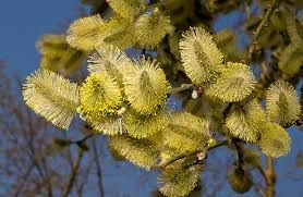 ������� ������� �����������