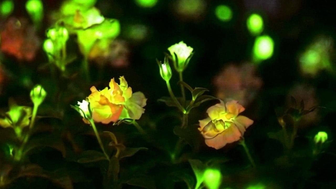 Китайцы будут освещать города Китайцы будут освещать города