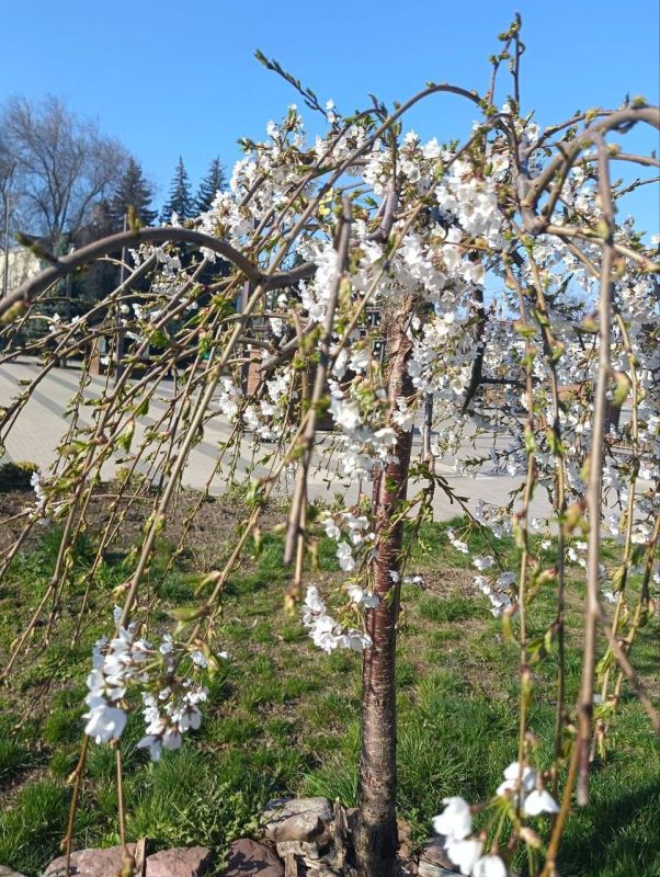 ����� ����������� ����� ���������� �������� � ���������