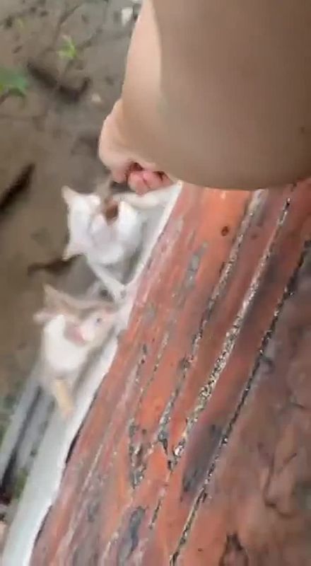 ������ ������ ���� ������ ������ � ������ ���� ���������, �� ����������� ��������