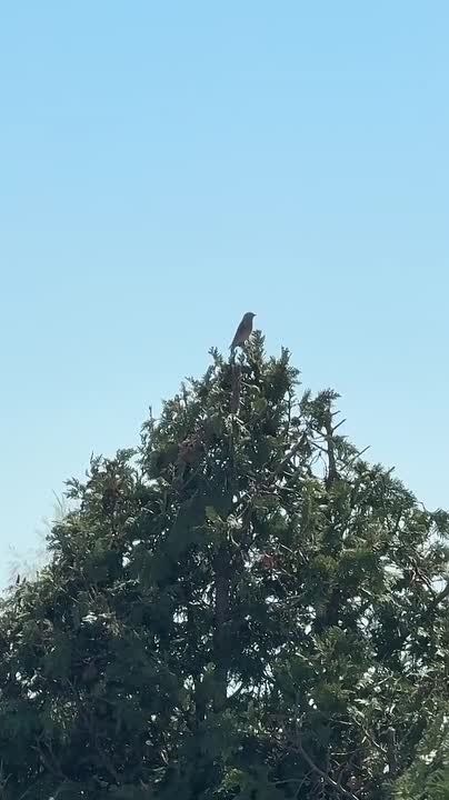 ��������������� ������� ��� ����, ����� ����� � ���������