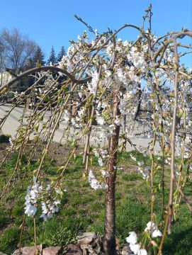 ����� ����������� ����� ���������� �������� � ���������