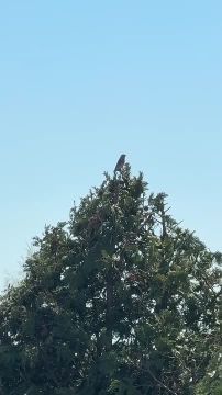 ��������������� ������� ��� ����, ����� ����� � ���������