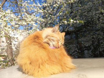 Весенняя нега. Прекрасное время для прогулок, отдыха на природе и наслаждения погодой