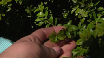 В Приднестровье нашествие божьих коровок