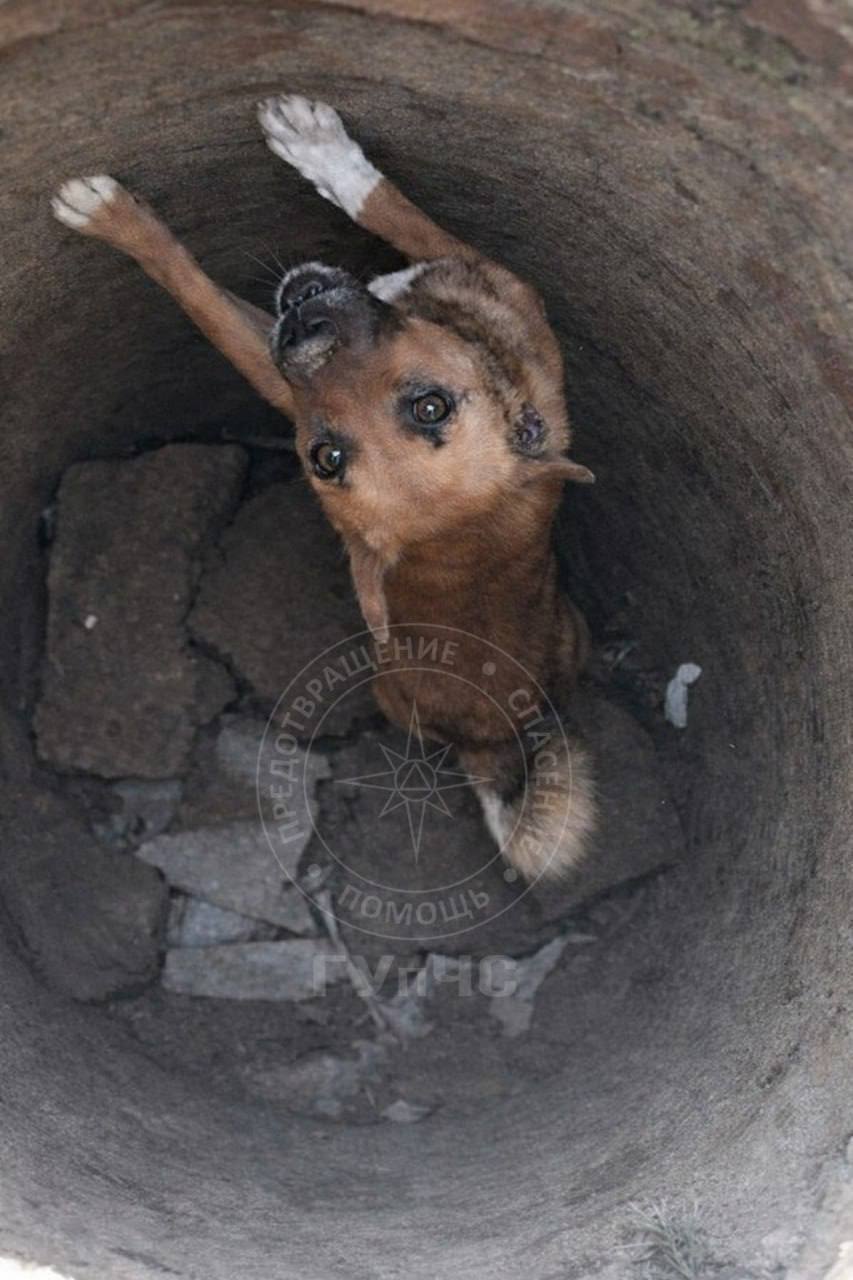 За выходные спасатели достали из ям двух собак