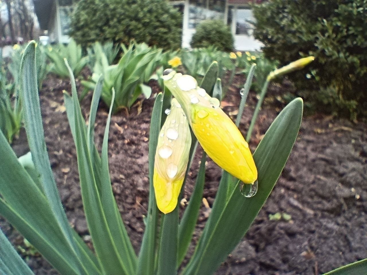 7 апреля ожидается переменная облачность, ночью местами кратковременный дождь, возможна гроза, днем без осадков