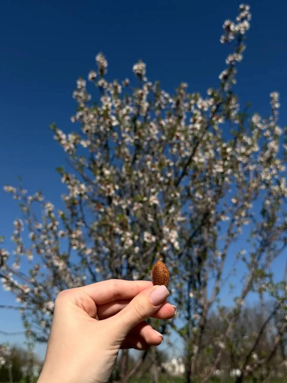 Миндаль зацвел в дендропарке