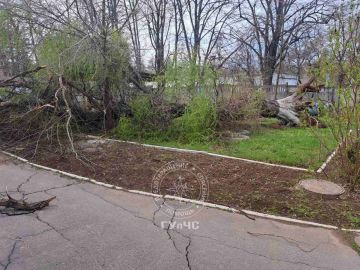 В Рыбнице спасатели распилили и убрали большое дерево