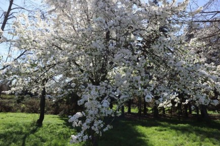 Яркие краски весны в столичном дендрарии