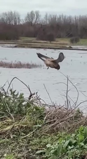 ����� �������� ������� ����, ������ ����� �� 15 �/�, ����� �������������