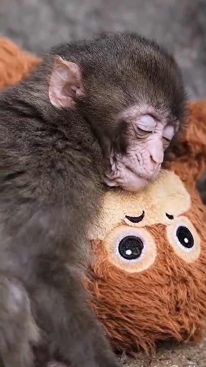 Обезьянка Панч увеличил трафик японского зоопарка Итикавы почти в четыре раза