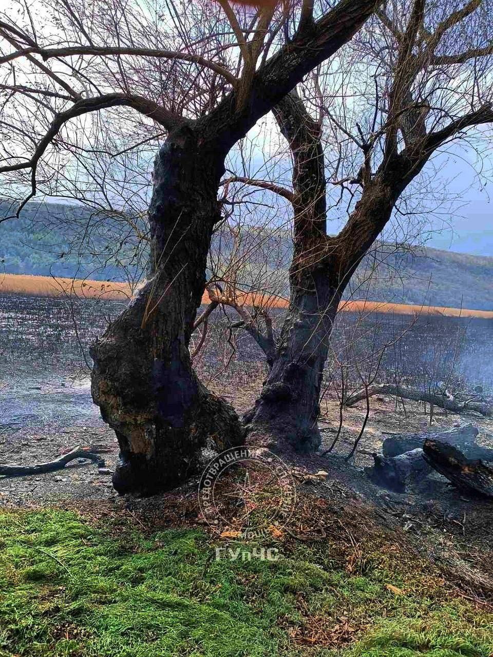 На видео, снятом очевидцами, ярко горит камыш в селе Бутучаны На видео, снятом очевидцами, ярко горит камыш в селе Бутучаны