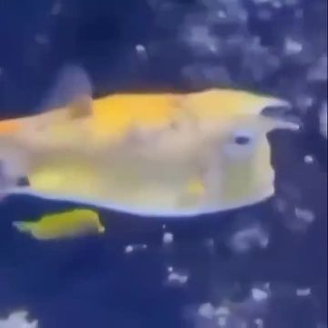 Трамп заявил что контролирует Ормузский пролив