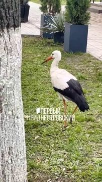 � ������� ����� ������� ����������� ���� ��� (��� ��� ������� ��������)