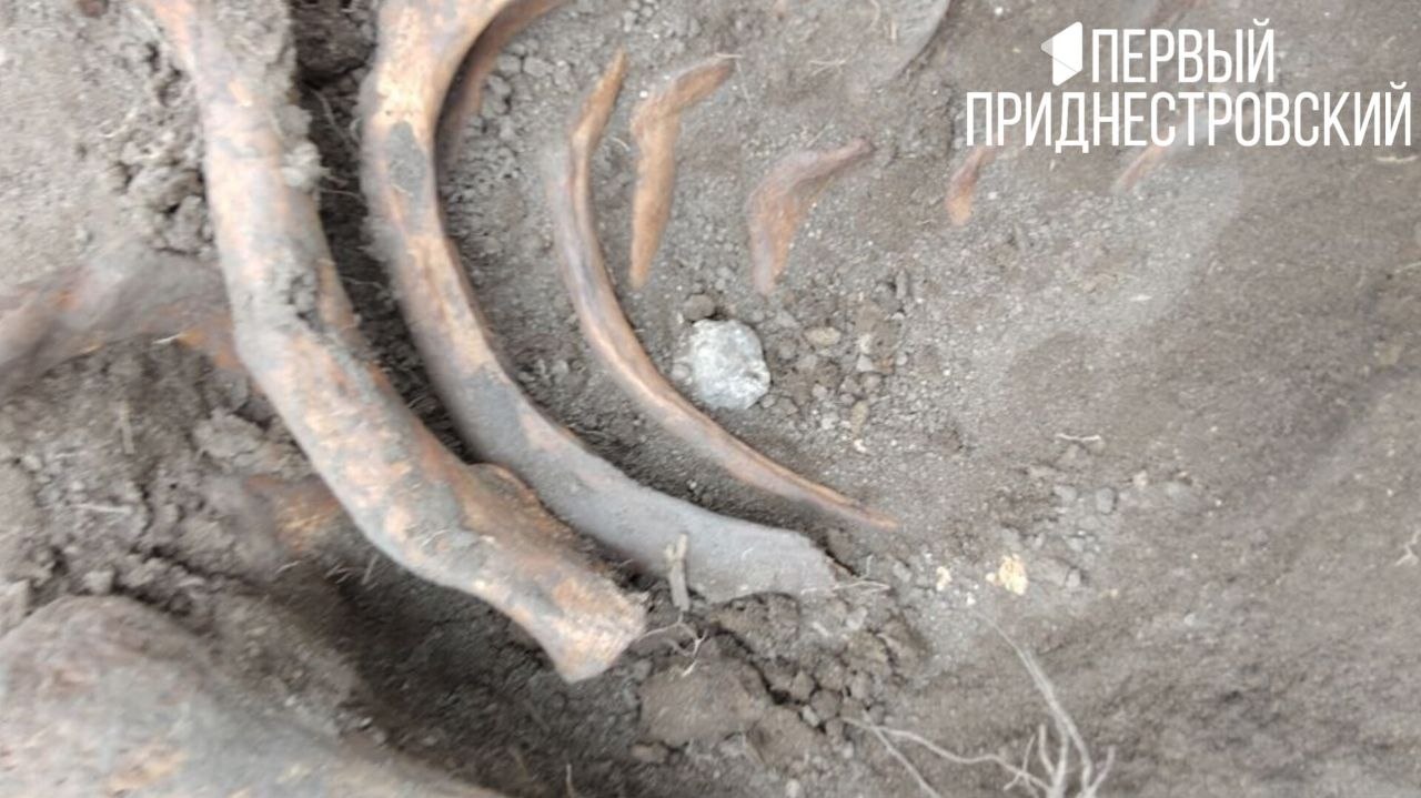 То, что изначально приняли за останки красноармейцев, предположительно является захоронением солдат Российской империи То, что изначально приняли за останки красноармейцев, предположительно является захоронением солдат Российской империи