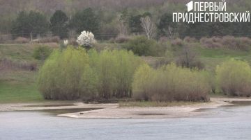 Вот такие острова с деревьями появились ниже ГЭС в Дубоссарах