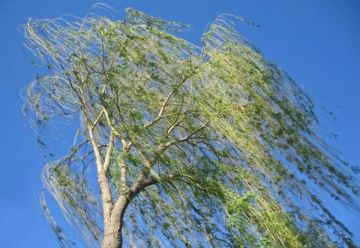 ��������� ��������������. �������, 8 ������, � ������� ��� �� ���������� ������� ��������� ������ ������-��������� ����� �� 15 �/�