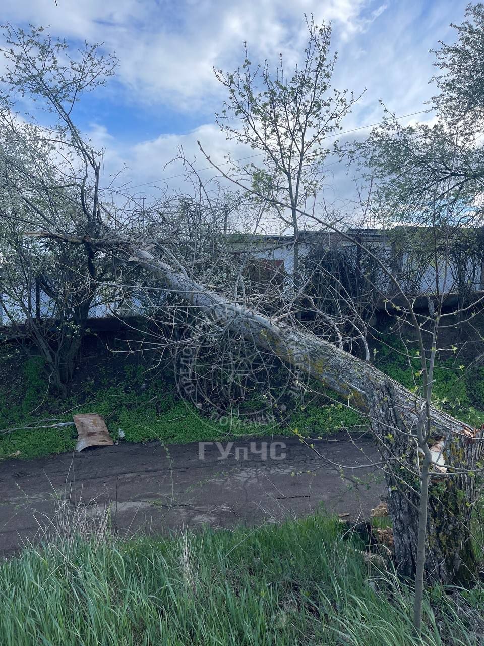 В Бендерах днём 8 апреля после сильного ветра большое дерево упало и перегородило проезд по улице 12 Октября В Бендерах днём 8 апреля после сильного ветра большое дерево упало и перегородило проезд по улице 12 Октября