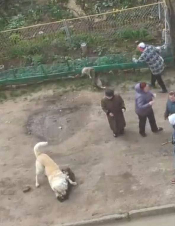 В Тирасполе алабай напал на дворняжку во дворе многоэтажек на Красных казармах