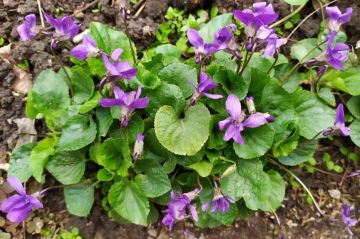 ��������������� ��� �������, ������� �� ����� ���������: ������� ������ �� 13 � 19 ������