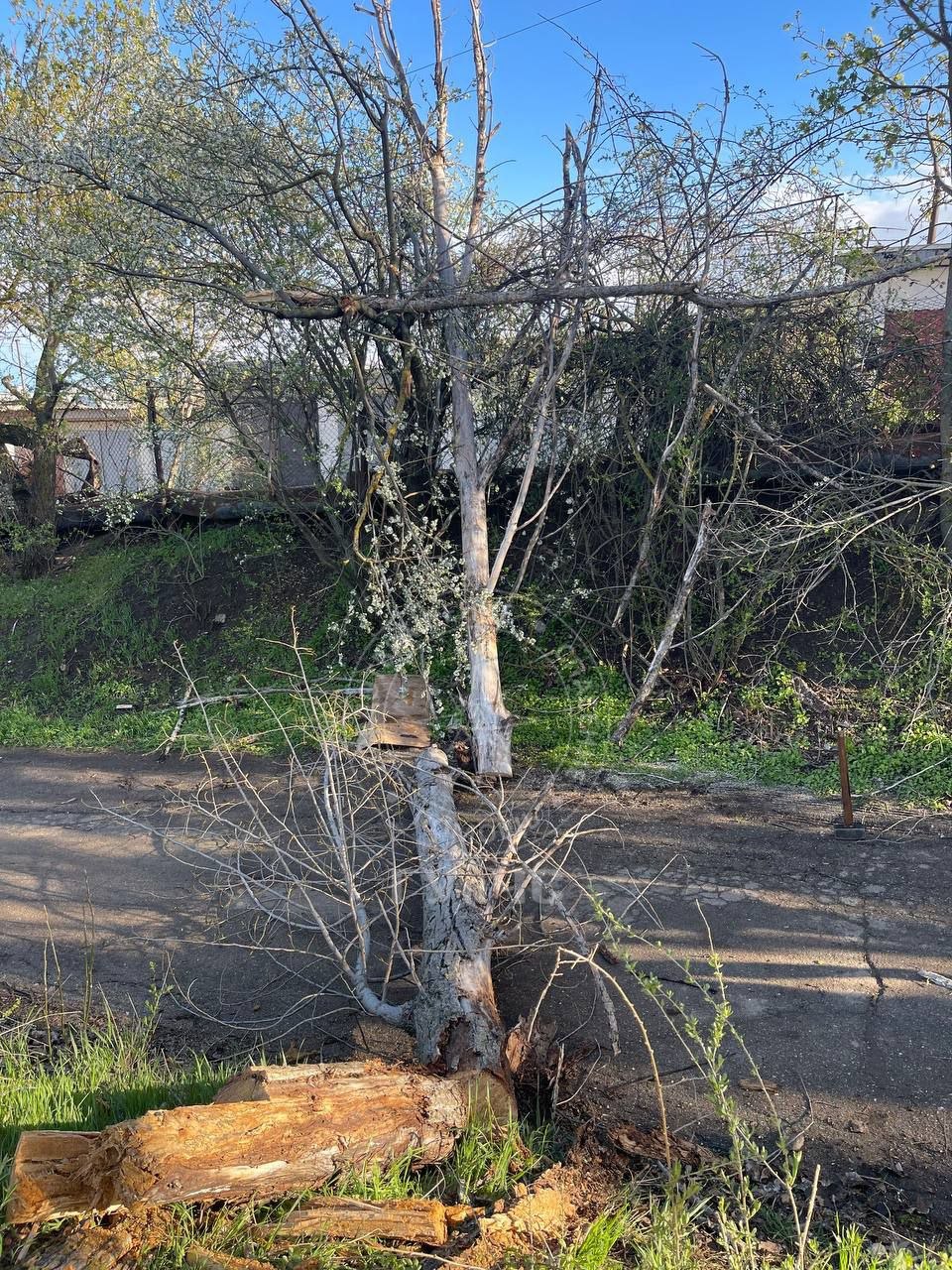 В Бендерах днём 8 апреля после сильного ветра большое дерево упало и перегородило проезд по улице 12 Октября В Бендерах днём 8 апреля после сильного ветра большое дерево упало и перегородило проезд по улице 12 Октября