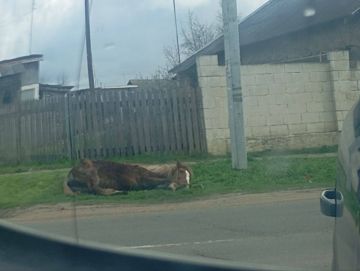 В слободзее перед светофором лежит конь