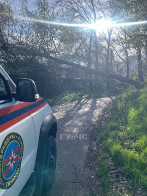 В Бендерах днём 8 апреля после сильного ветра большое дерево упало и перегородило проезд по улице 12 Октября