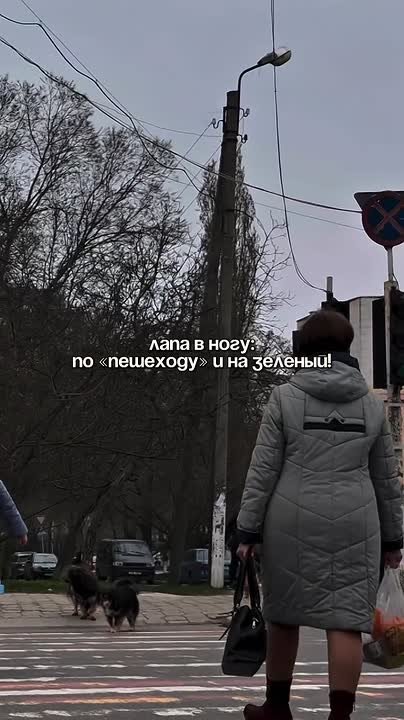 Когда даже собаки знают правила дорожного движения