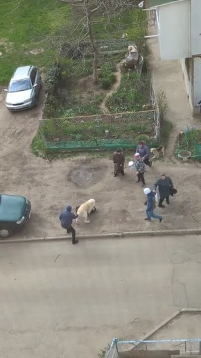 На Красных казармах алабай вцепился в другую собаку, пока бабушки пытались их разнять камнями и палками