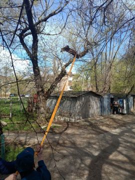 Непогода повалила деревья в Приднестровье: в Бендерах упавшее дерево перекрыло улицу 12 Октября — спасатели оперативно распилили его и освободили проезд