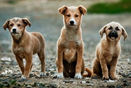 В Приднестровье планируют ввести обязательную регистрацию собак и налог на их содержание