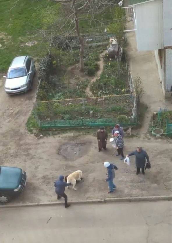 В Тирасполе алабай напал на дворняжку во дворе многоэтажек на Красных казармах В Тирасполе алабай напал на дворняжку во дворе многоэтажек на Красных казармах