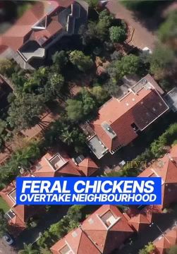 В США курицы оккупировали несколько районов штата: