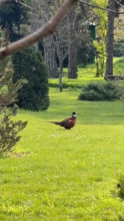 Фазан вышел на прогулку в Дендропарк Тирасполя
