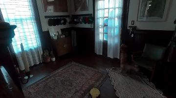 Милота дня. Так в США собака встречала свою хозяйку, которая вернулась из космоса