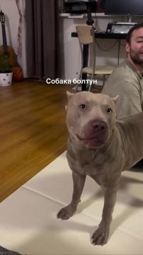 Пёс научился говорить слово «нормально» и стал новой звездой соцсетей