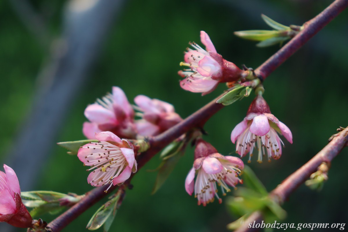 Акварели апреля. Весна вступает в свои права, наполняет окружающий мир свежестью и яркими красками Акварели апреля. Весна вступает в свои права, наполняет окружающий мир свежестью и яркими красками