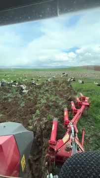 В сети завирусилось видео, как аисты выбирают детей в капусте во время посадки капусты