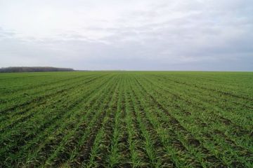 Озимая пшеница в Приднестровье лучше других культур перенесла зимние холода и перепады погоды