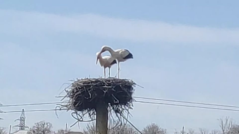 � ���� ����� ���������� ������ ���������� �����