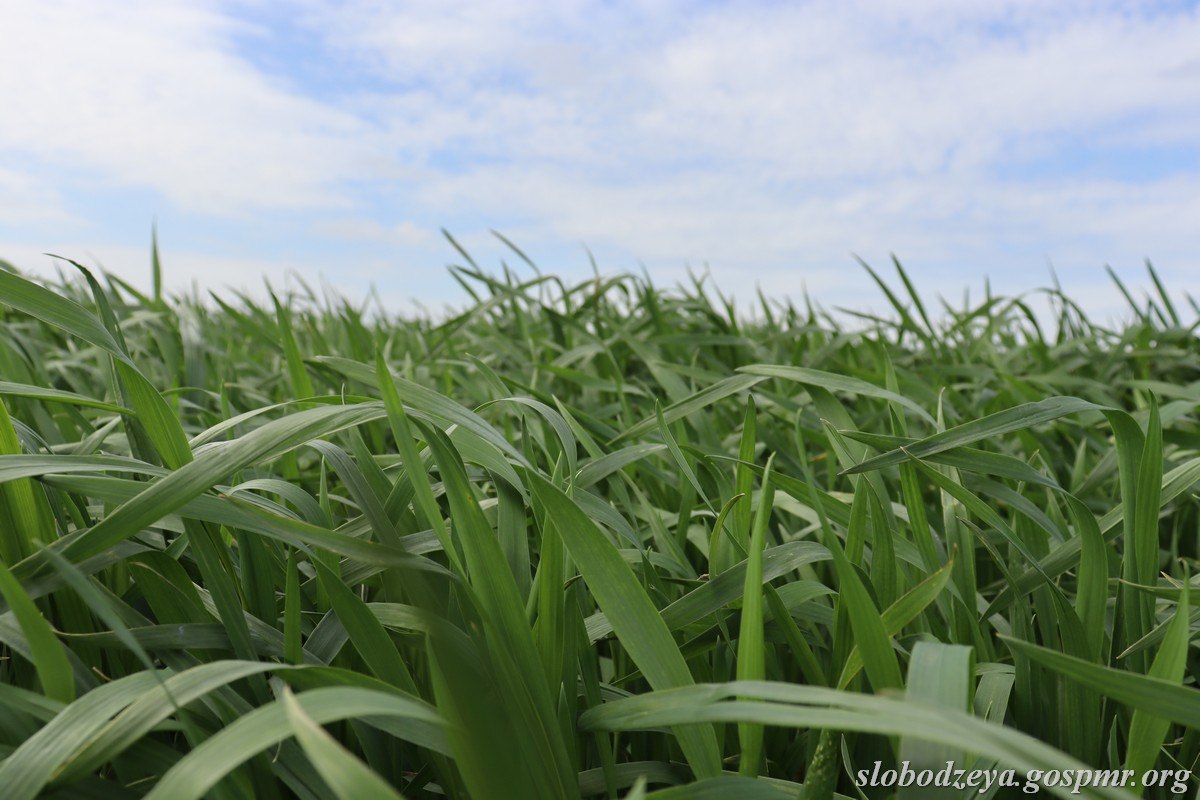 Акварели апреля. Весна вступает в свои права, наполняет окружающий мир свежестью и яркими красками Акварели апреля. Весна вступает в свои права, наполняет окружающий мир свежестью и яркими красками