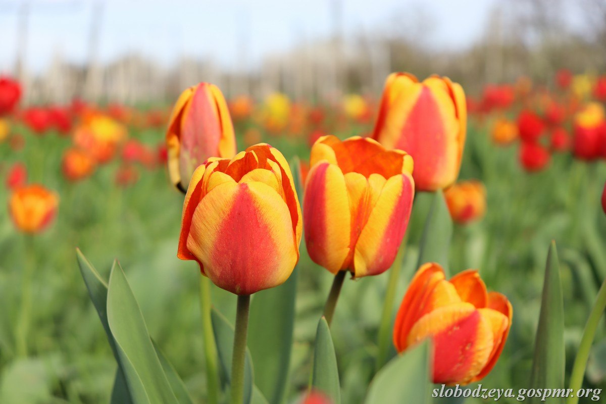 Акварели апреля. Весна вступает в свои права, наполняет окружающий мир свежестью и яркими красками Акварели апреля. Весна вступает в свои права, наполняет окружающий мир свежестью и яркими красками