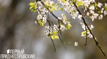 Холод отступил, в Приднестровье пришло тепло