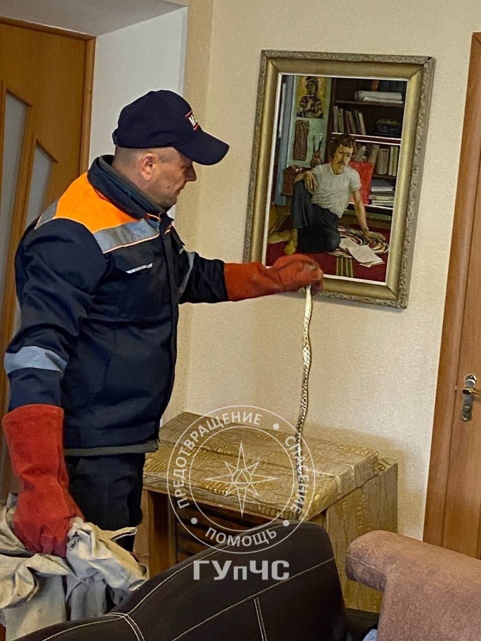 Змея заползла в дом к слободзейской пенсионерке на Пасху